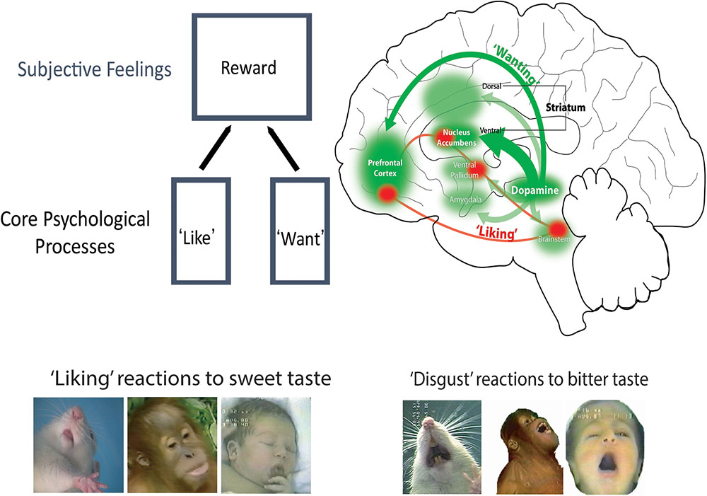 Frontiers | Evolving Concepts of Emotion and Motivation