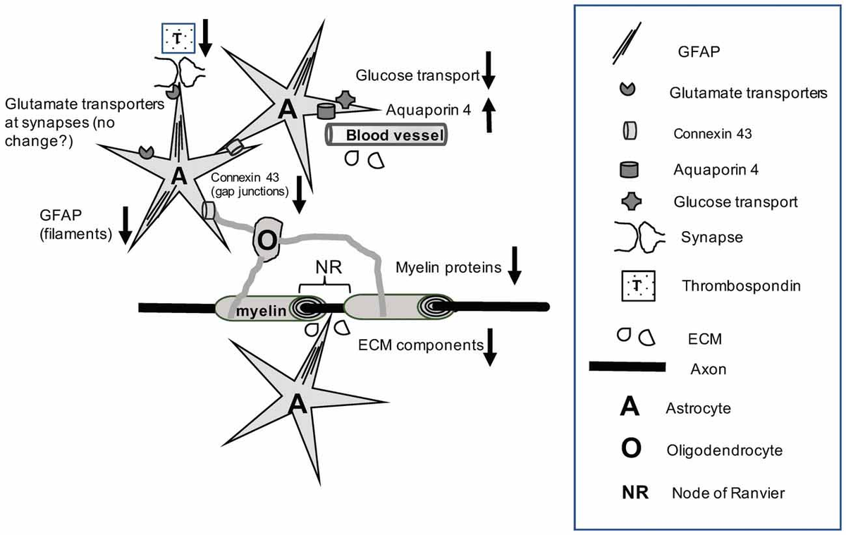 Frontiers | Molecular Neuropathology of Astrocytes and