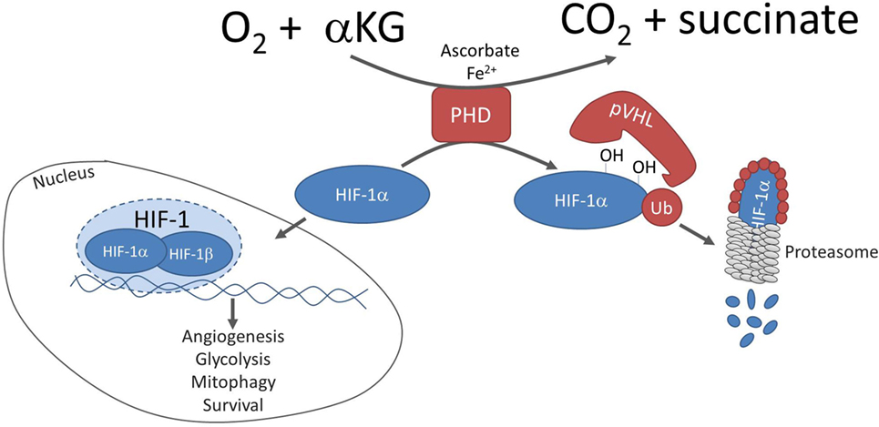 低酸素血症 Hypoxemia│医學事始 いがくことはじめ