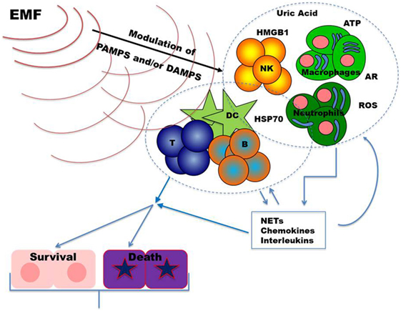 Frontiers | Immune-Modulating Perspectives for Low Frequency