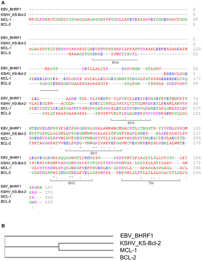 Frontiers | Mitochondrial Proteins Coded by Human Tumor Viruses