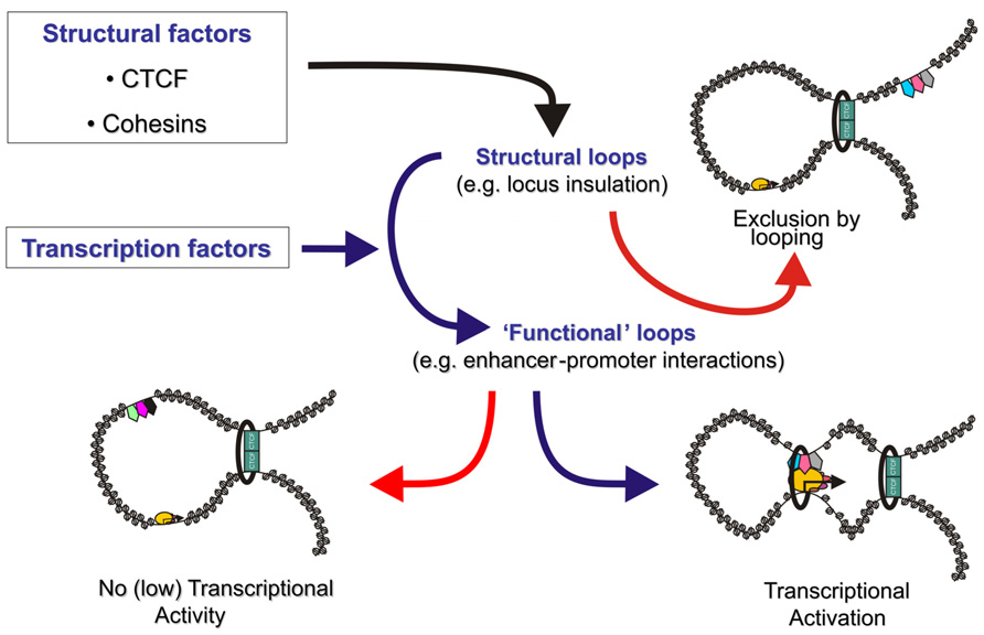 Eukaryotic Transcription Factors ハードカバー Intracellular Molecular Targets and Signaling Pathways