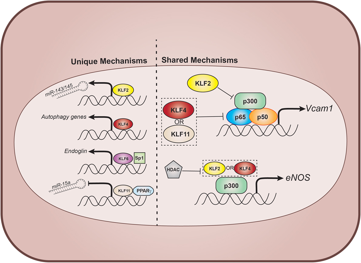 Frontiers | Krüppel-Like Factors in Vascular Inflammation