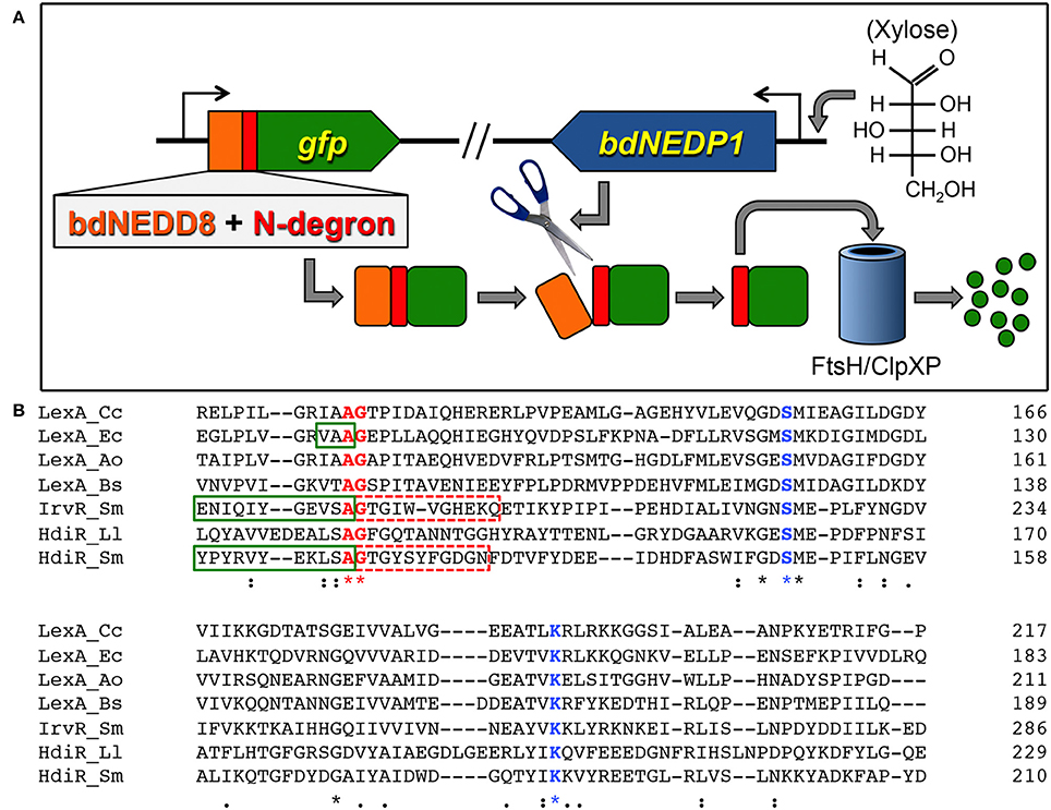 Frontiers | Identification of New Degrons in Streptococcus