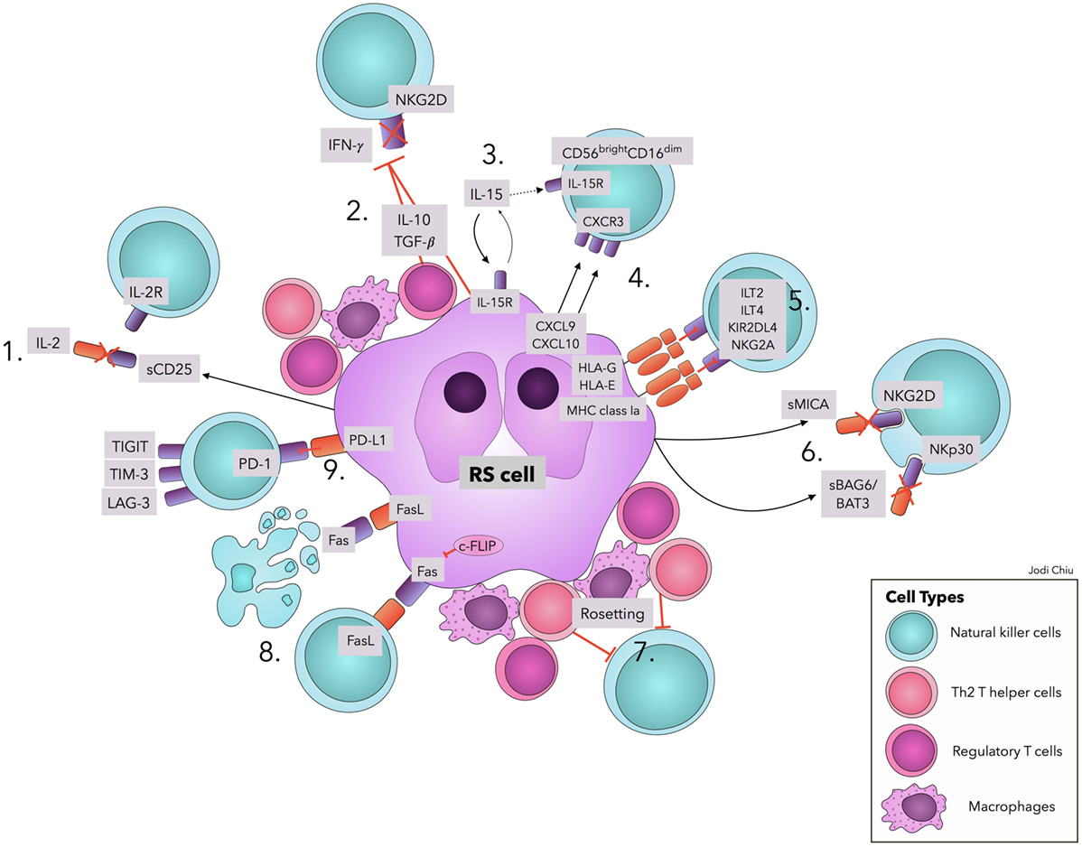 Frontiers | Acquired Natural Killer Cell Dysfunction in the