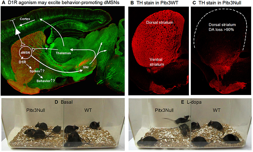 Frontiers Hyperactive Response of Direct Pathway Striatal Projection