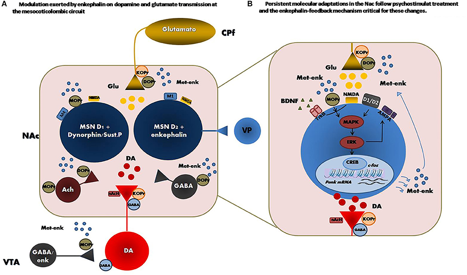 【おまけ付】 Frontiers | Enkephalin as a Pivotal Player in その他