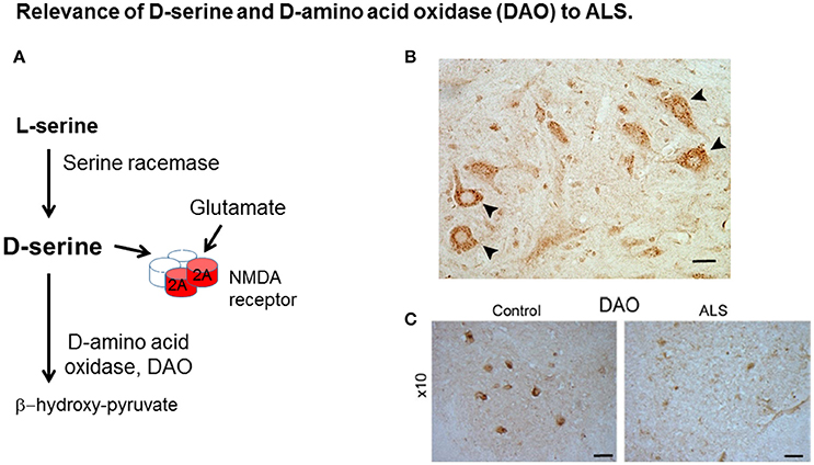 Nmda d serine clearance