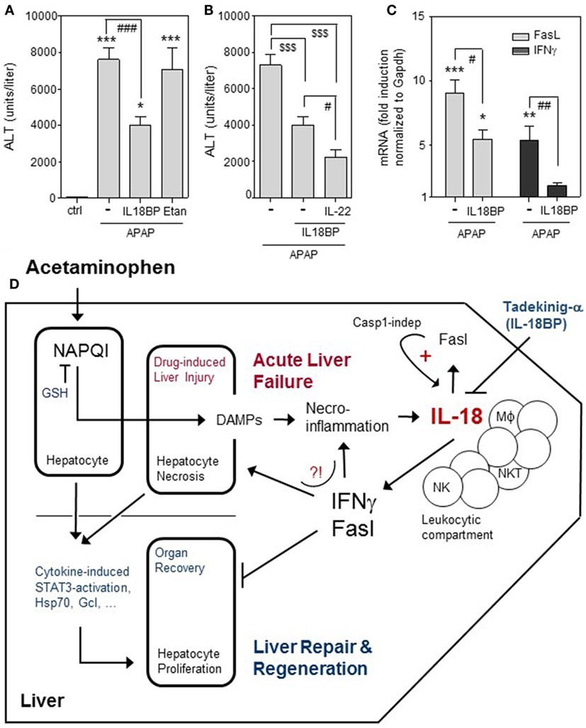 Frontiers | A Prominent Role of Interleukin-18 in