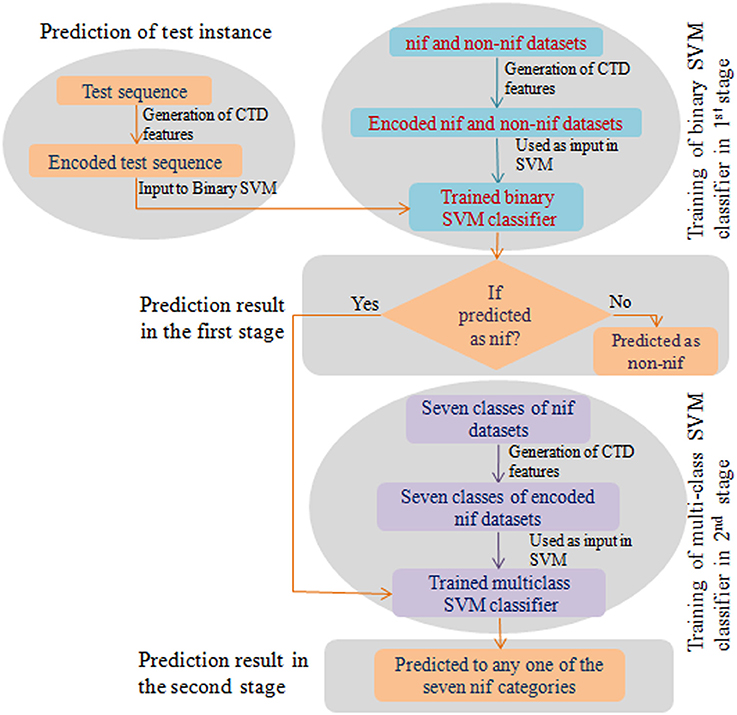Frontiers | nifPred: Proteome-Wide Identification and Frontiers | nifPred: Proteome-Wide Identification and