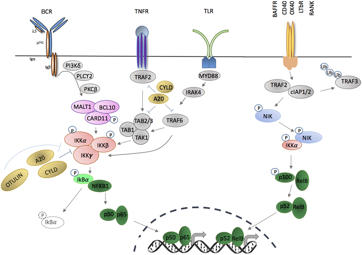 Role of NF-κB Signaling in the Interplay between Multiple