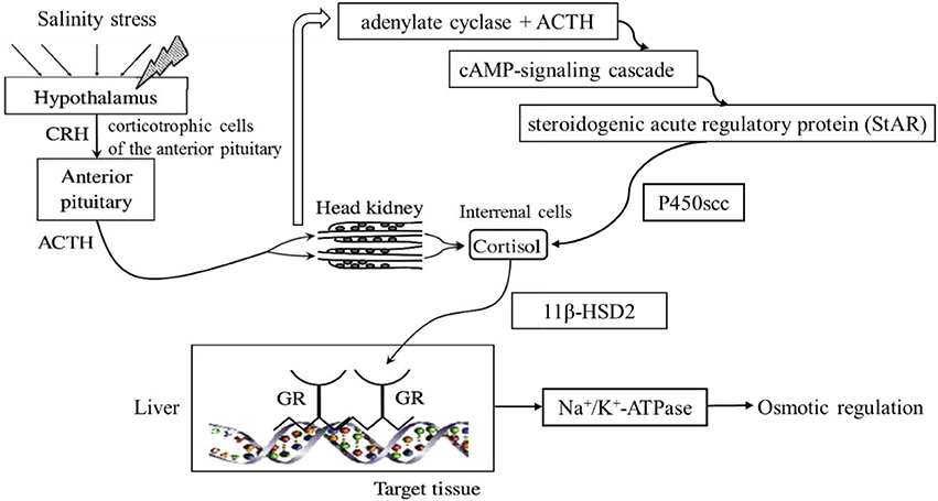 fphys-09-00254-g001.jpg