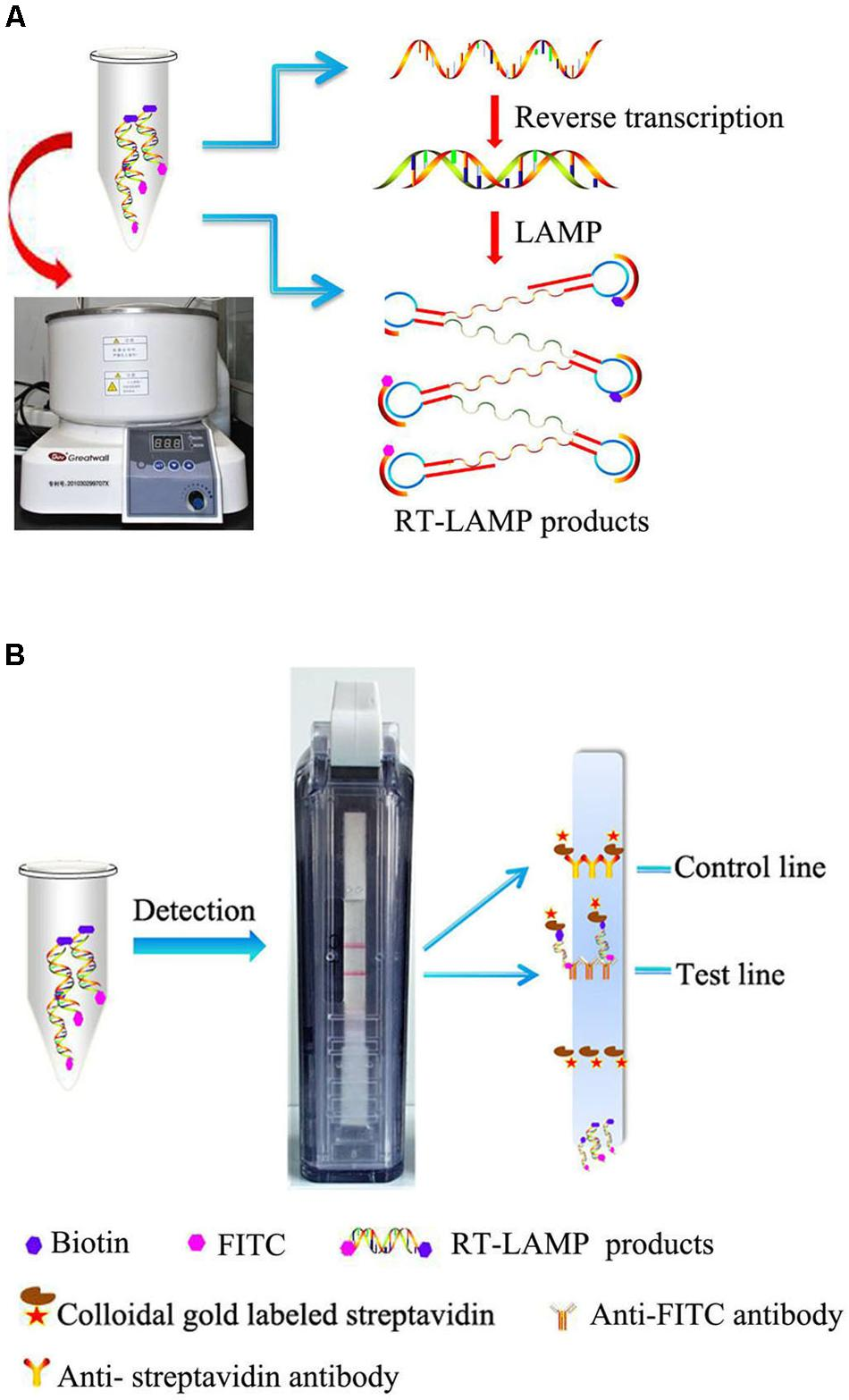 qRT-PCR Platforms for Diagnosing and Reporting SARS-CoV-2