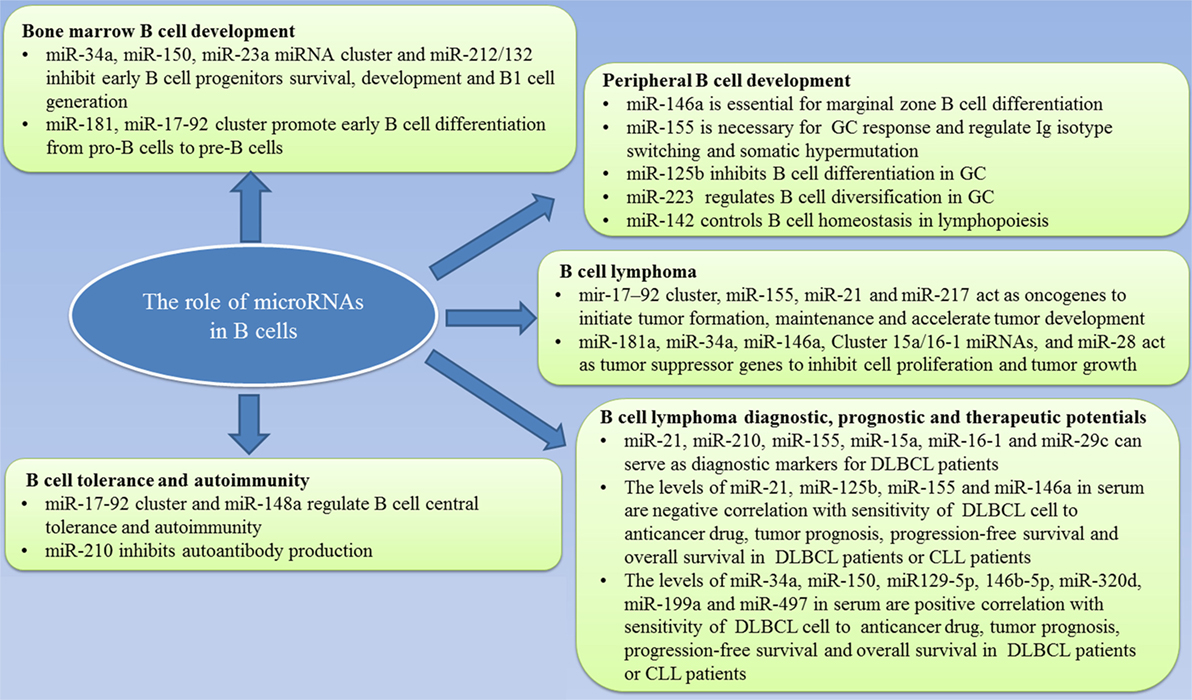 Frontiers | The Function of MicroRNAs in B-Cell Development
