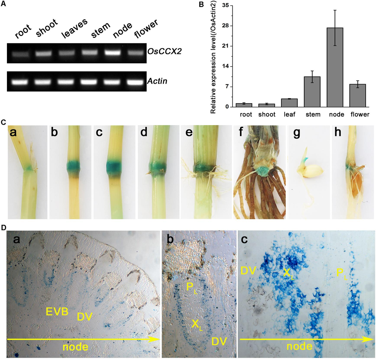 Frontiers | A Node-Expressed Transporter OsCCX2 Is Involved