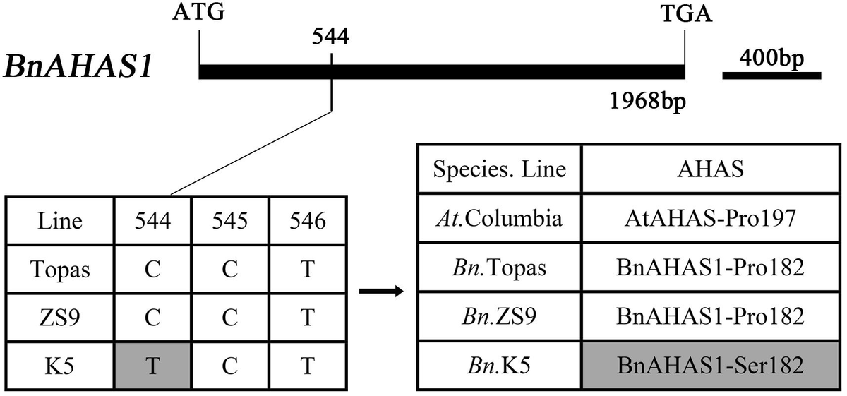 fpls-09-01014-g001.jpg