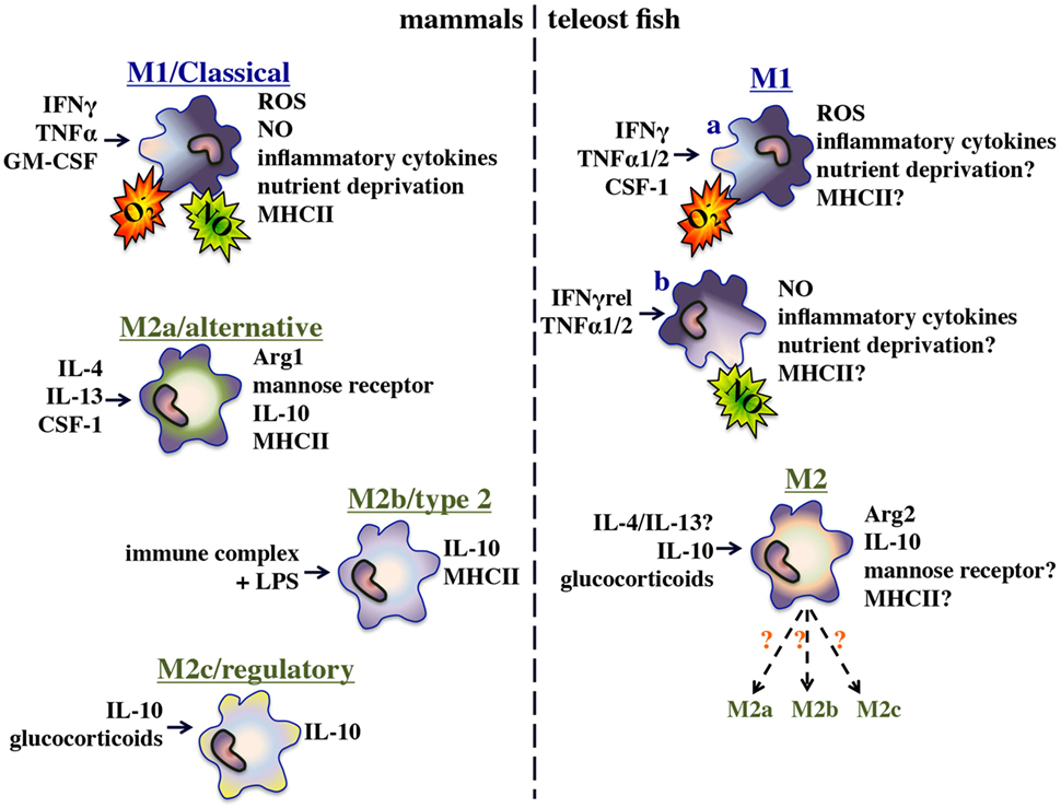Frontiers | Mechanisms of Fish Macrophage Antimicrobial Immunity