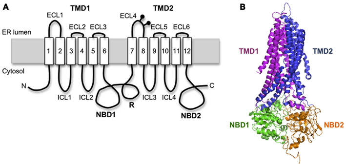 Frontiers | Mechanisms of CFTR Folding at the Endoplasmic