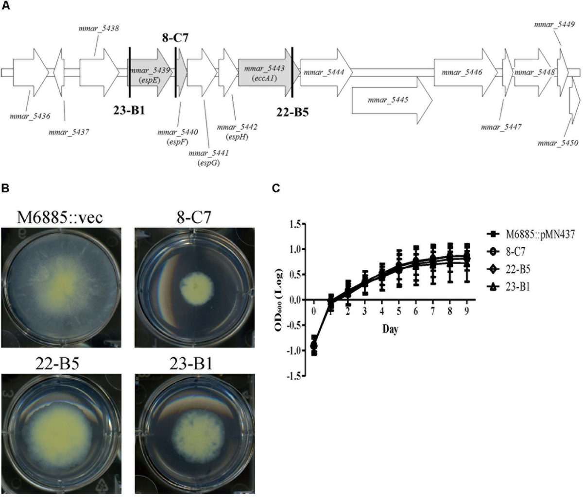 role-of-the-mycobacterium-marinum-esx-1-secretion-system-in-sliding-motility-and-biofilm-formation-frontiers