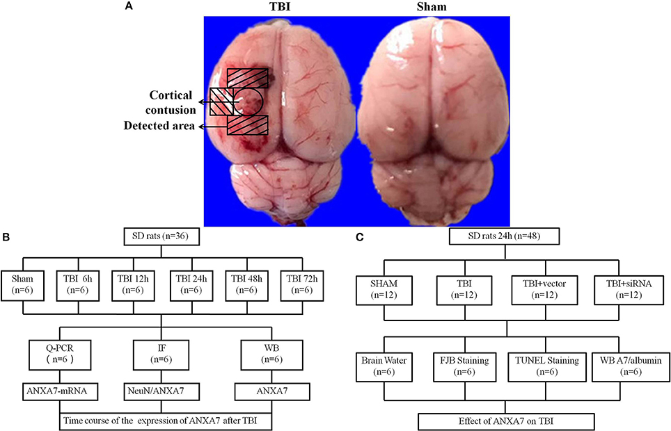 Frontiers | Annexin A7 Levels Increase in Rats With