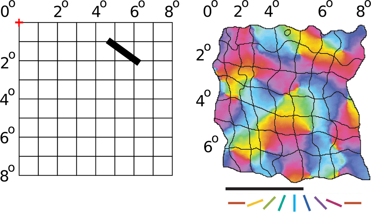 Frontiers | Topographica: building and analyzing map-level simulations ...