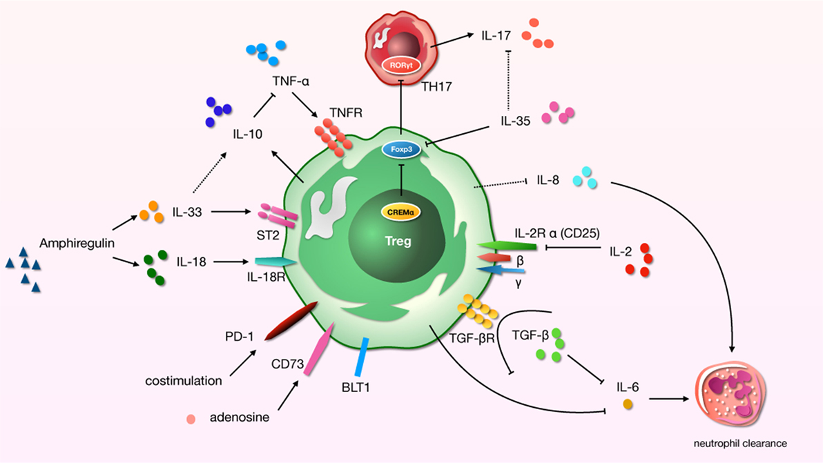 Frontiers | Regulatory T Cells and Acute Lung Injury