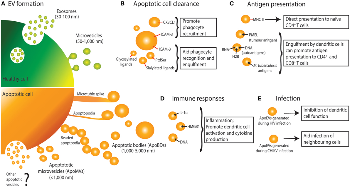 人気ブランド 海外通販 - 国内入手困難 | Frontiers Apoptotic Vesicles Extracellular Cell-Derived ミュージック