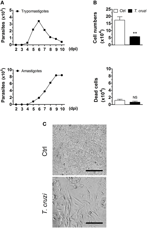 fimmu-09-01569-g001.jpg