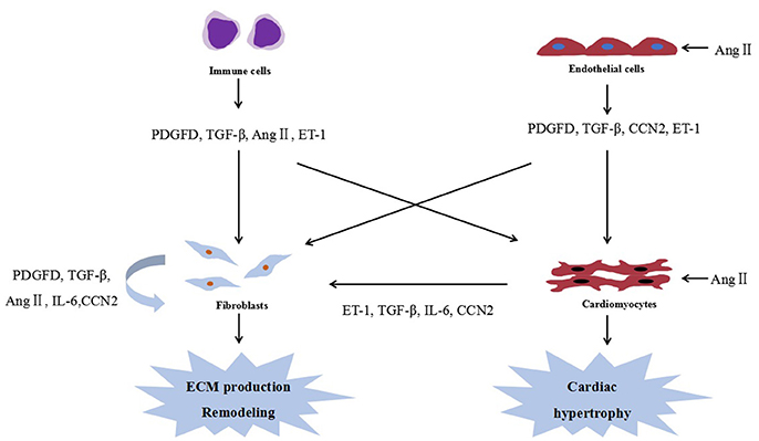 Frontiers | miR-133: A Suppressor of Cardiac Remodeling?
