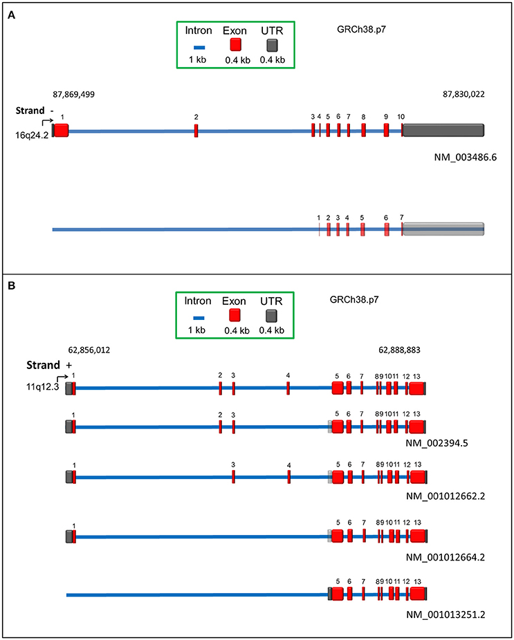 Frontiers | The Human SLC7A5 (LAT1): The Intriguing