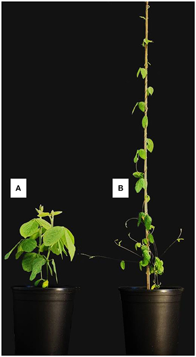 Frontiers | The Untapped Genetic Reservoir: The Past