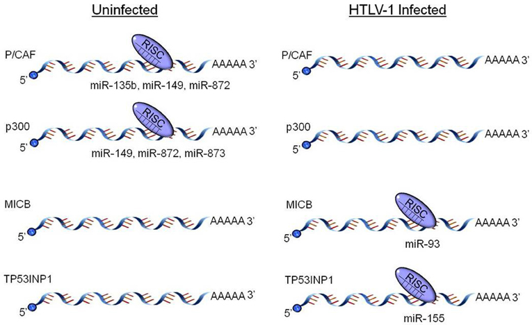 Frontiers | Complex role of microRNAs in HTLV-1 infections