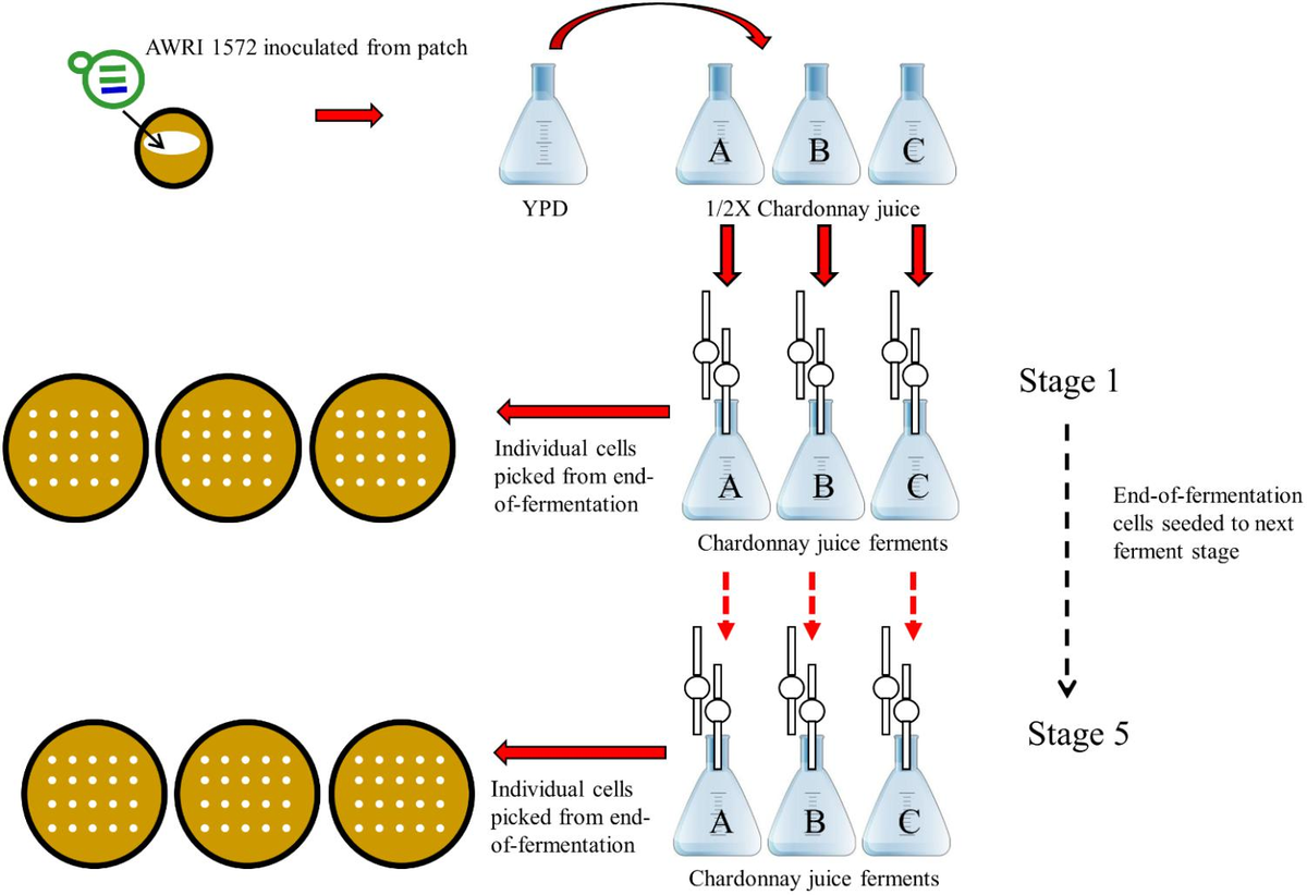Frontiers | A Novel Approach to Isolating Improved
