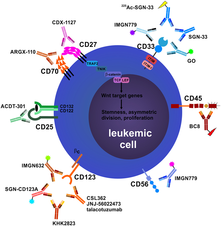 Frontiers | Therapeutic Antibodies for Myeloid Neoplasms