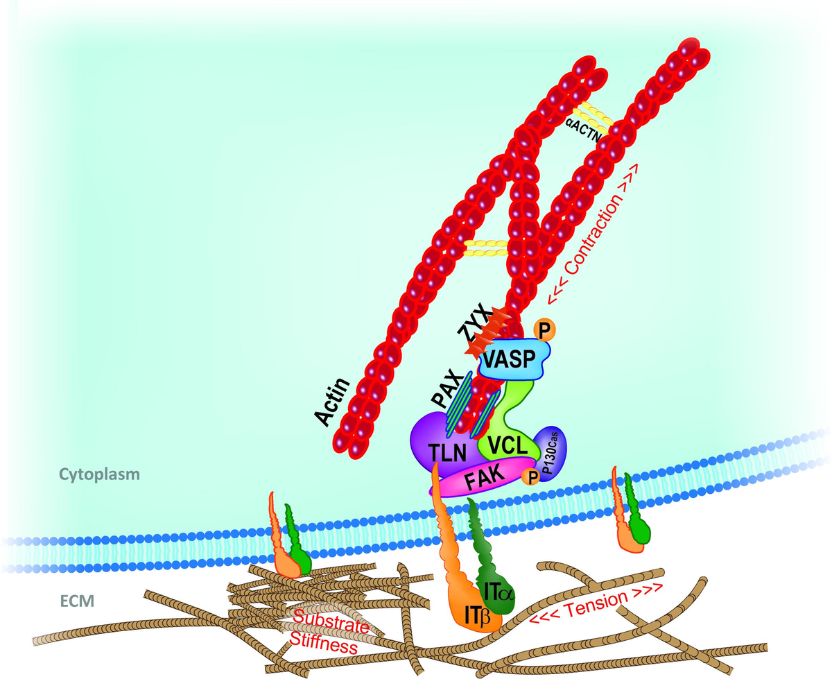 Cellular Mechanotransduction: From Tension to Function Biology Diagrams