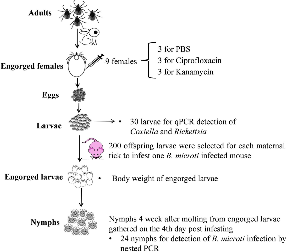 Frontiers | Endosymbionts Alter Larva-to-Nymph Transstadial