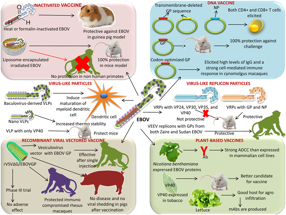 Frontiers | Advances in Designing and Developing Vaccines Frontiers | Advances in Designing and Developing Vaccines