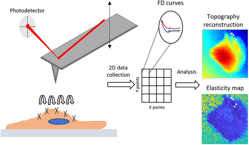 Frontiers | Advanced and Rationalized Atomic Force
