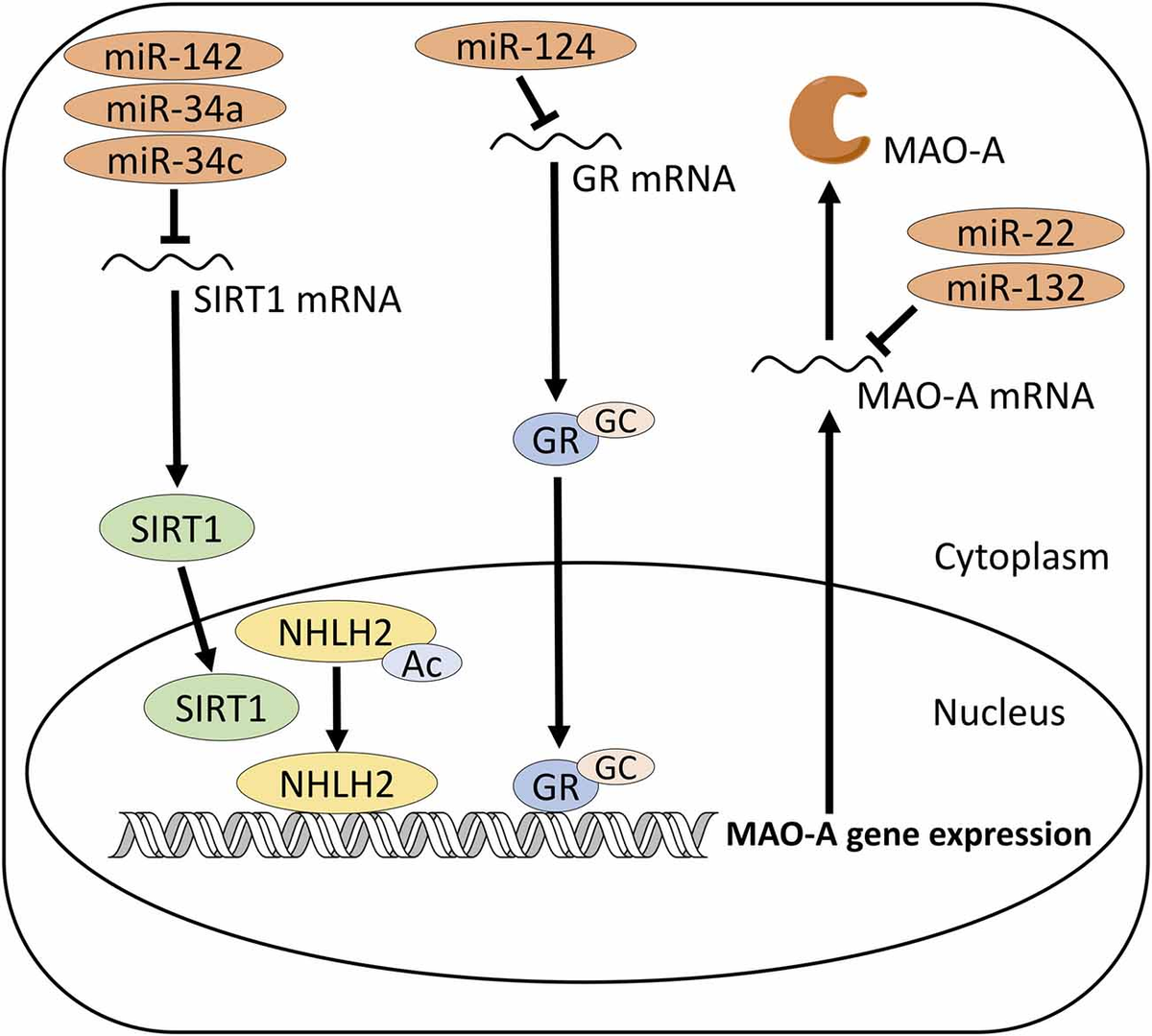Frontiers | Potential Roles of microRNAs in the Regulation