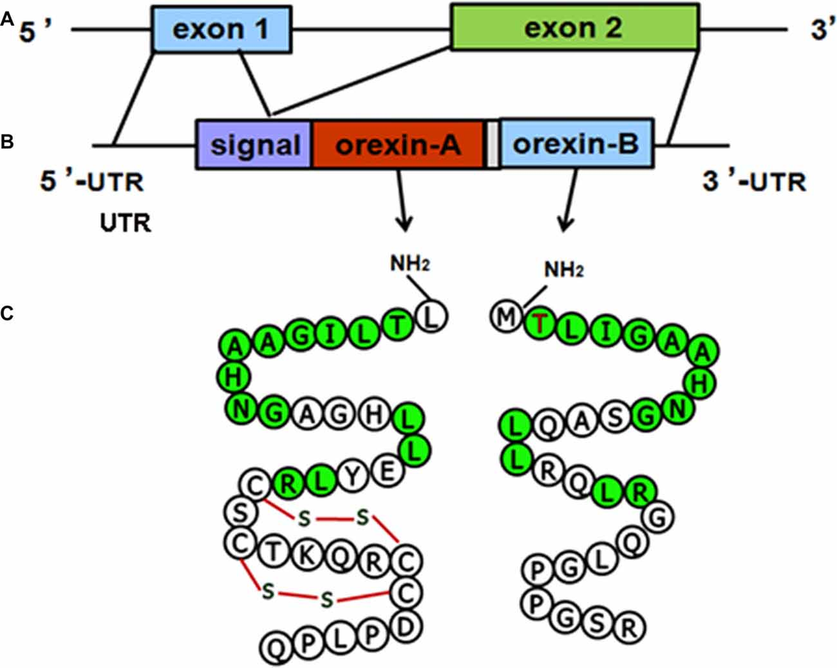 Frontiers | The Orexin/Receptor System: Molecular Mechanism