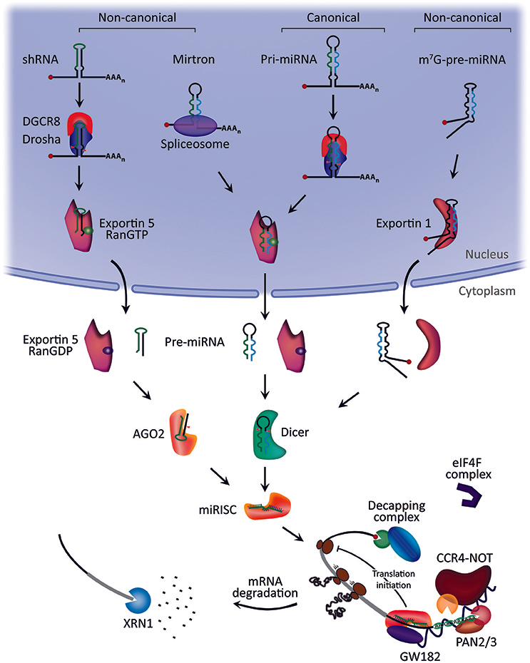 Frontiers | Overview of MicroRNA Biogenesis, Mechanisms of