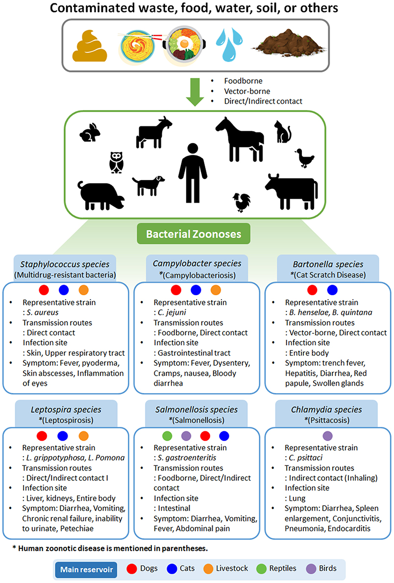 Bartonella henselae antibiotic treatment clearance