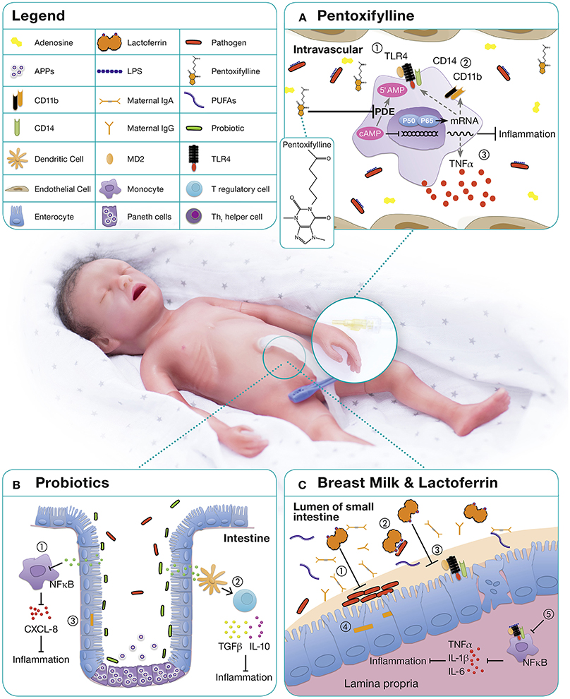 Hm neonata 2020 clearance