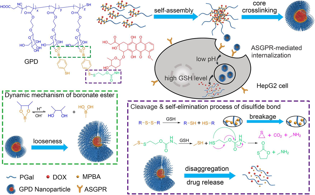 Frontiers | Dual-Responsive Core Crosslinking Glycopolymer