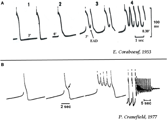 fphys-04-00019-g001.jpg