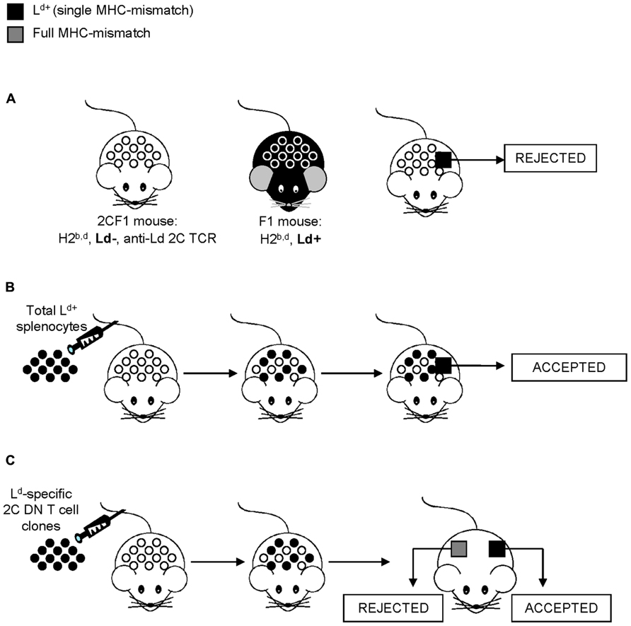 Frontiers | Immunoregulatory CD4-CD8- T cells as a potential