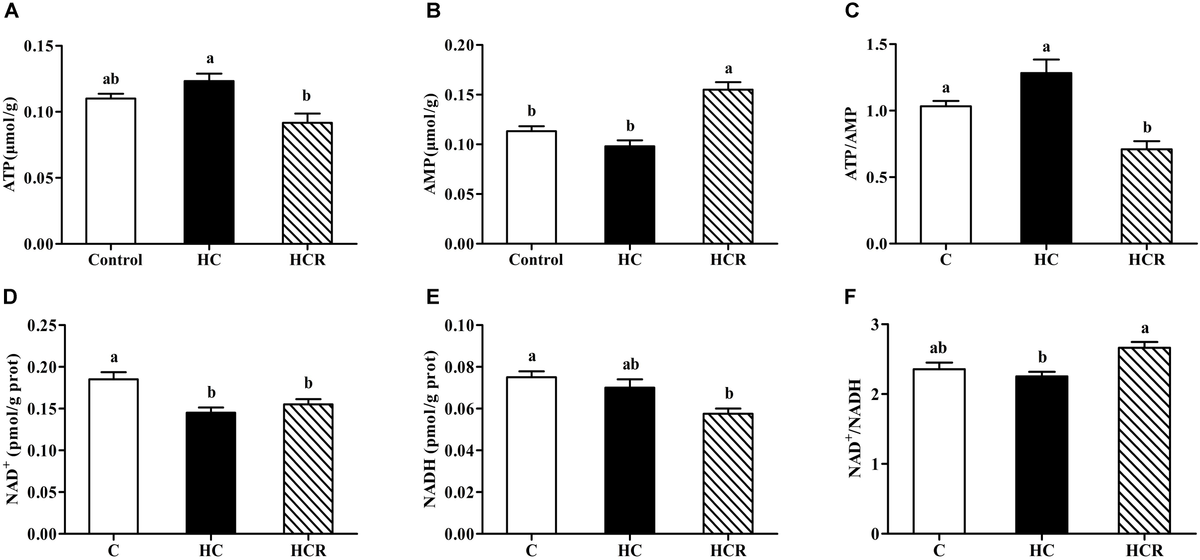 Isoquercetin Ameliorates Cerebral Impairment in Focal Ischemia Through  Anti-Oxidative, Anti-Inflammatory, and Anti-Apoptotic Effects in Primary  Culture of Rat Hippocampal Neurons and Hippocampal CA1 Region of Rats |  Molecular Neurobiology