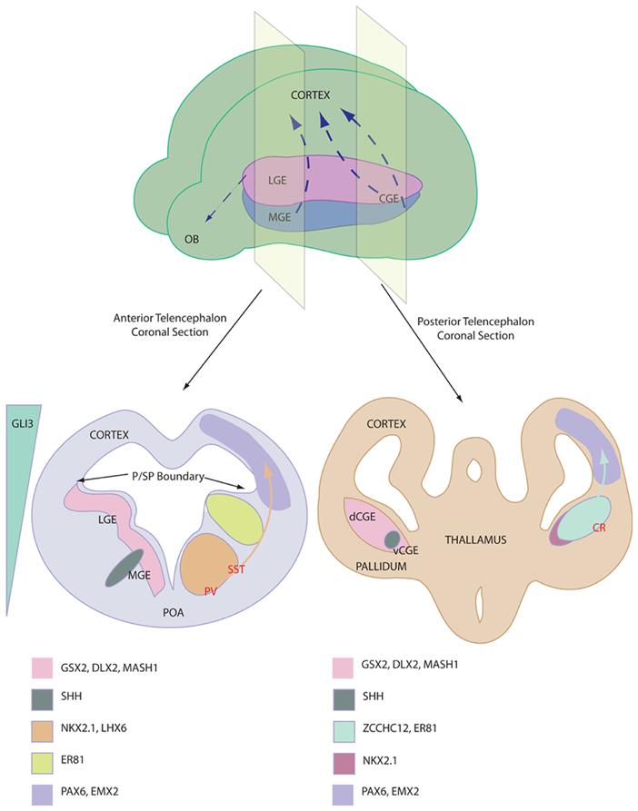 Frontiers | Cortical interneurons from human pluripotent