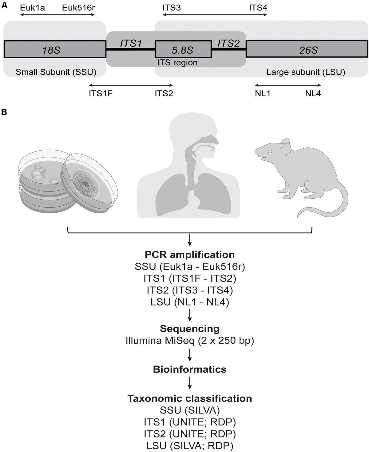 Frontiers Characterizing the Human Mycobiota: A Comparison of Small
