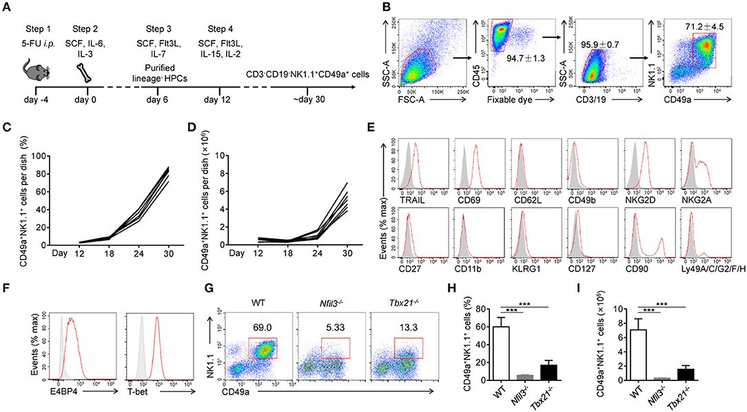 USA nkd まとめページ Frontiers | Cytokine-Based Generation of CD49a+Eomes−/+